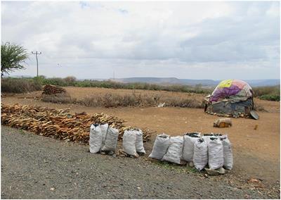 Why Urban Ecology Matters in Ethiopia